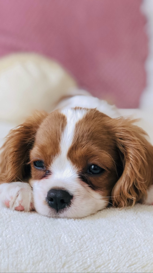 blenheim cavalier king charles spaniel on bed